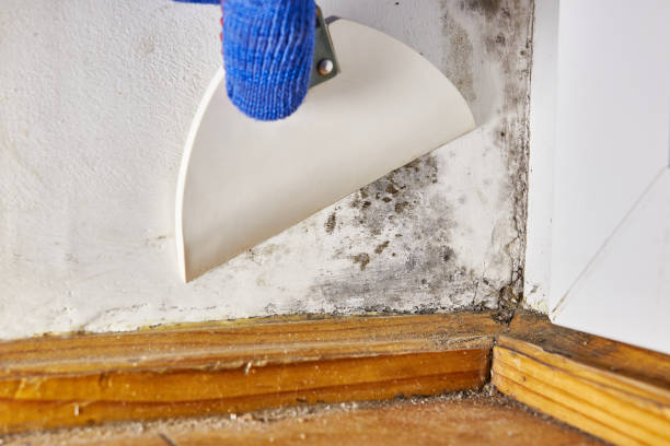 Mold Remediation for Rental Properties in Parkwood, WA