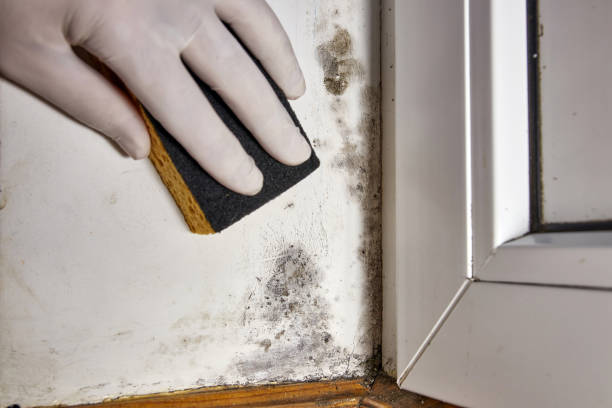 Best Commercial Mold Inspection  in Parkwood, WA