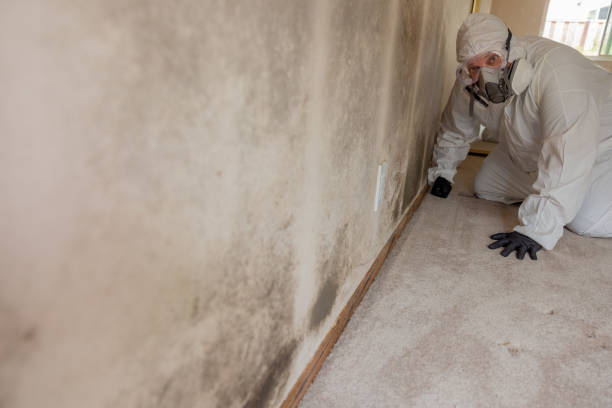  Parkwood, WA Mold Removal Pros